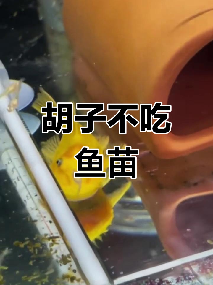 黄金胡子会吃小鱼苗吗?