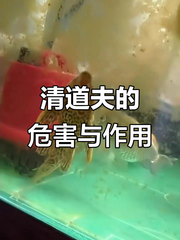 清道夫：外貌丑陋却能清洁鱼缸，泛滥成灾的外来入侵物种