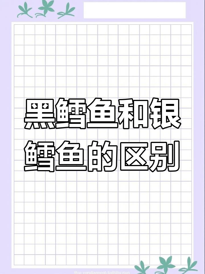 黑鳕鱼与银鳕鱼的差异解析