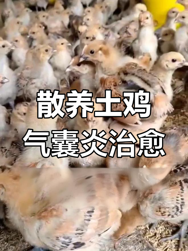 土鸡感冒气囊炎治疗经验分享,三天见效