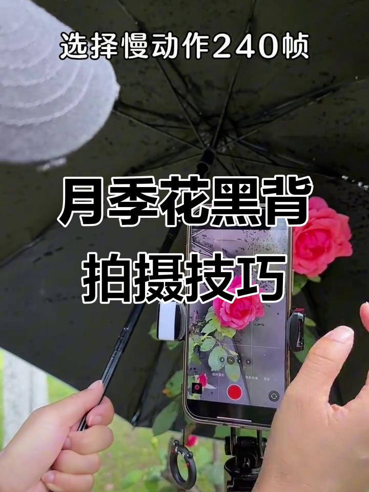用黑色背景,轻松拍出月季花的优雅与高级感!
