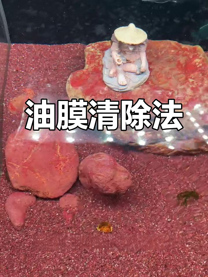 鱼缸油膜困扰?教你几招轻松解决!