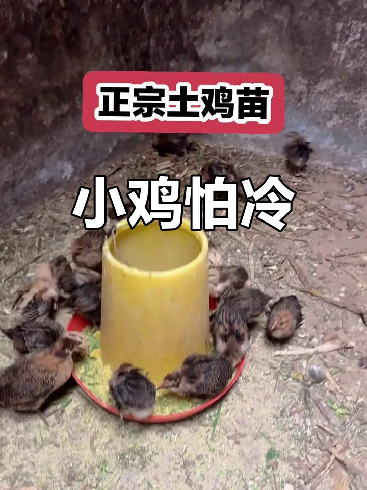 天气转凉,小鸡也像人一样缩成一团,显得有些畏寒
