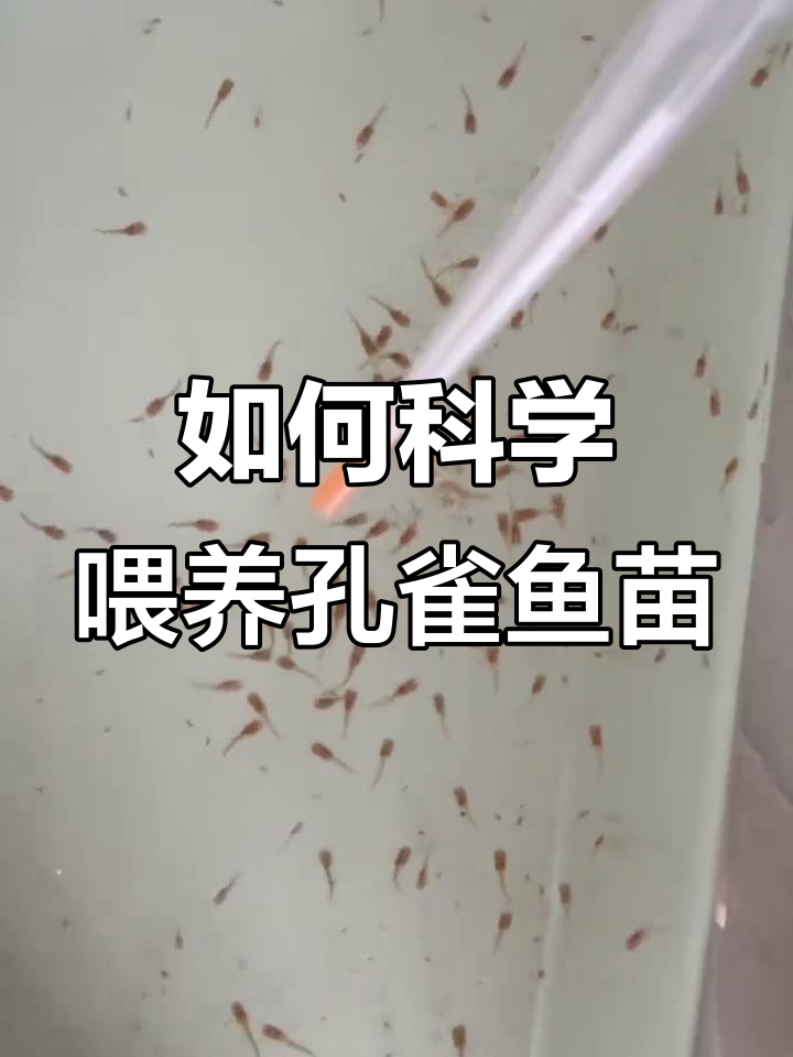 孔雀鱼苗一天喂几次?掌握正确喂养技巧,助力快速成长
