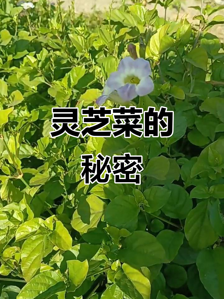 灵芝菜真相大揭秘:它不是书中的“灵芝”!