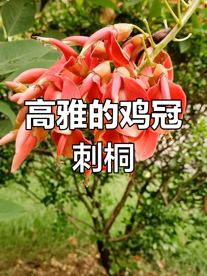 鸡冠刺桐:红艳花影中的优雅之树