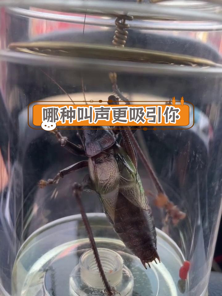 蝈蝈叫声对比,哪个更好听?