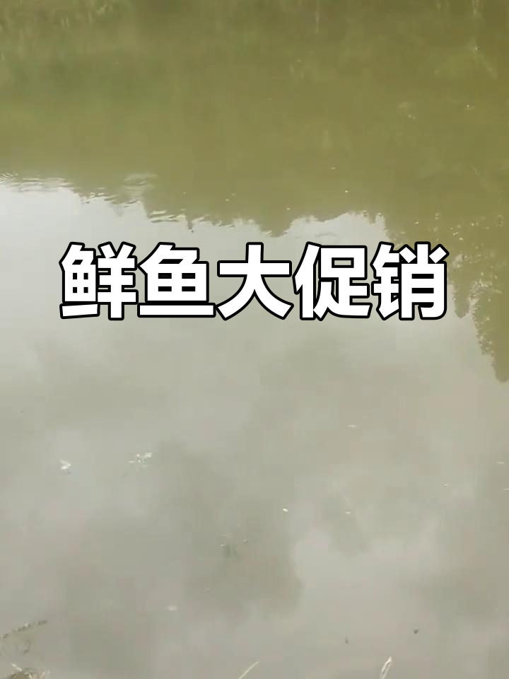 大草鱼16元一斤,鲤鱼20元,活鱼30元,新鲜供应!