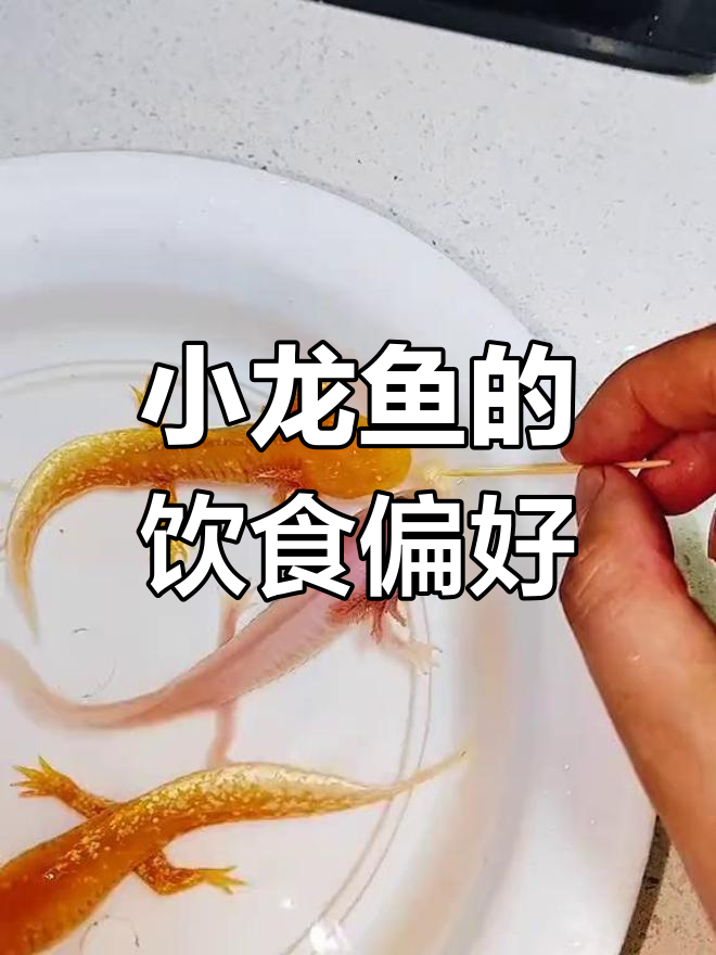 小龙鱼竟然吃这些!