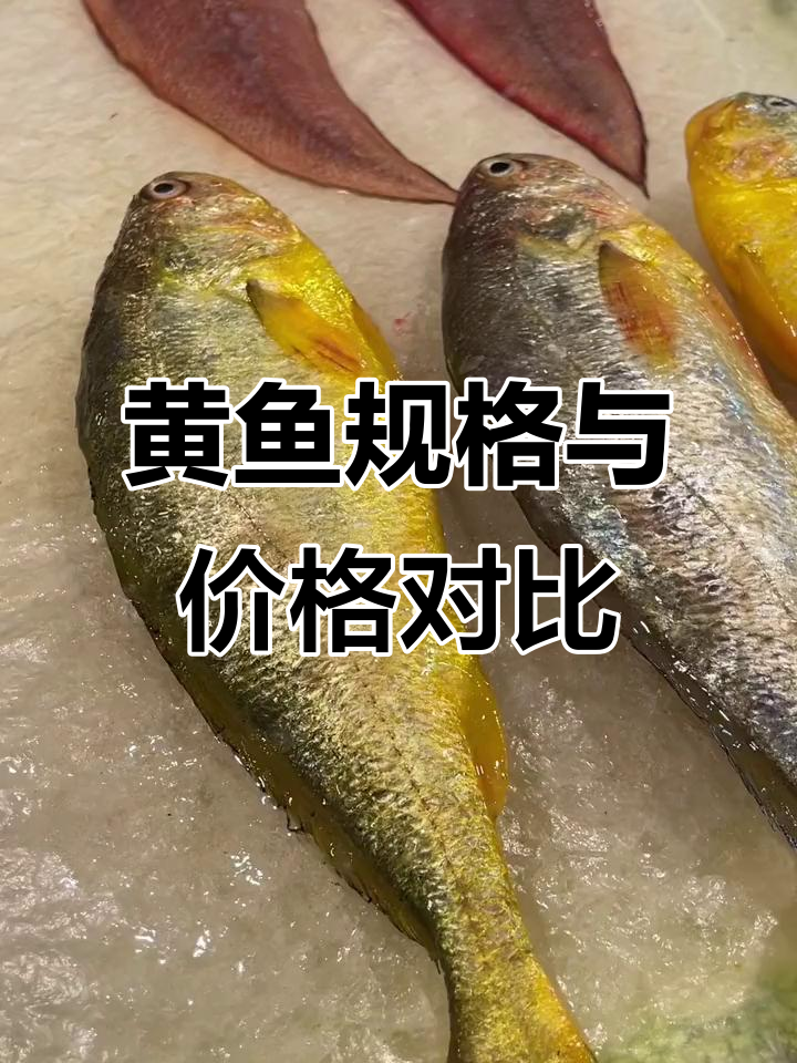 档口黄鱼品质参差不齐,价格差异大,还是选自家的好