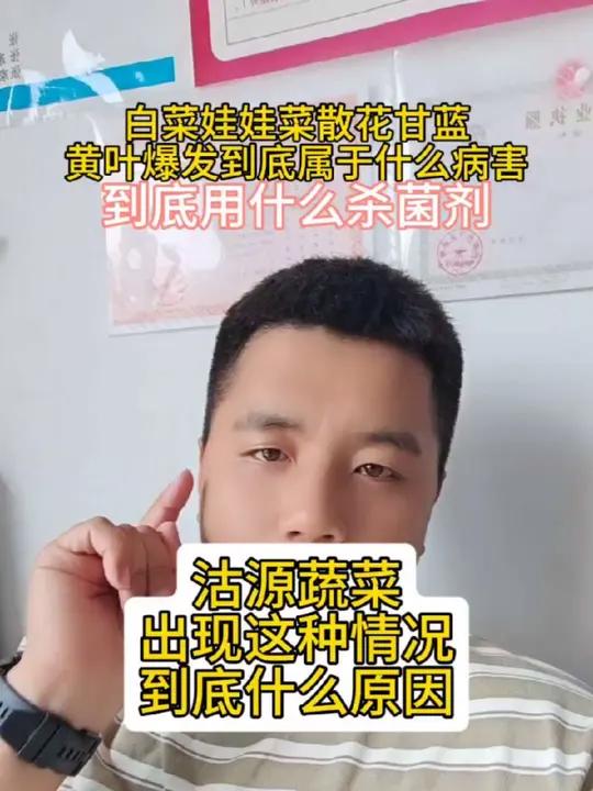 散花，绿花，甘蓝，白菜，娃娃菜黄叶爆发，到底属于什么病害怎么预防！