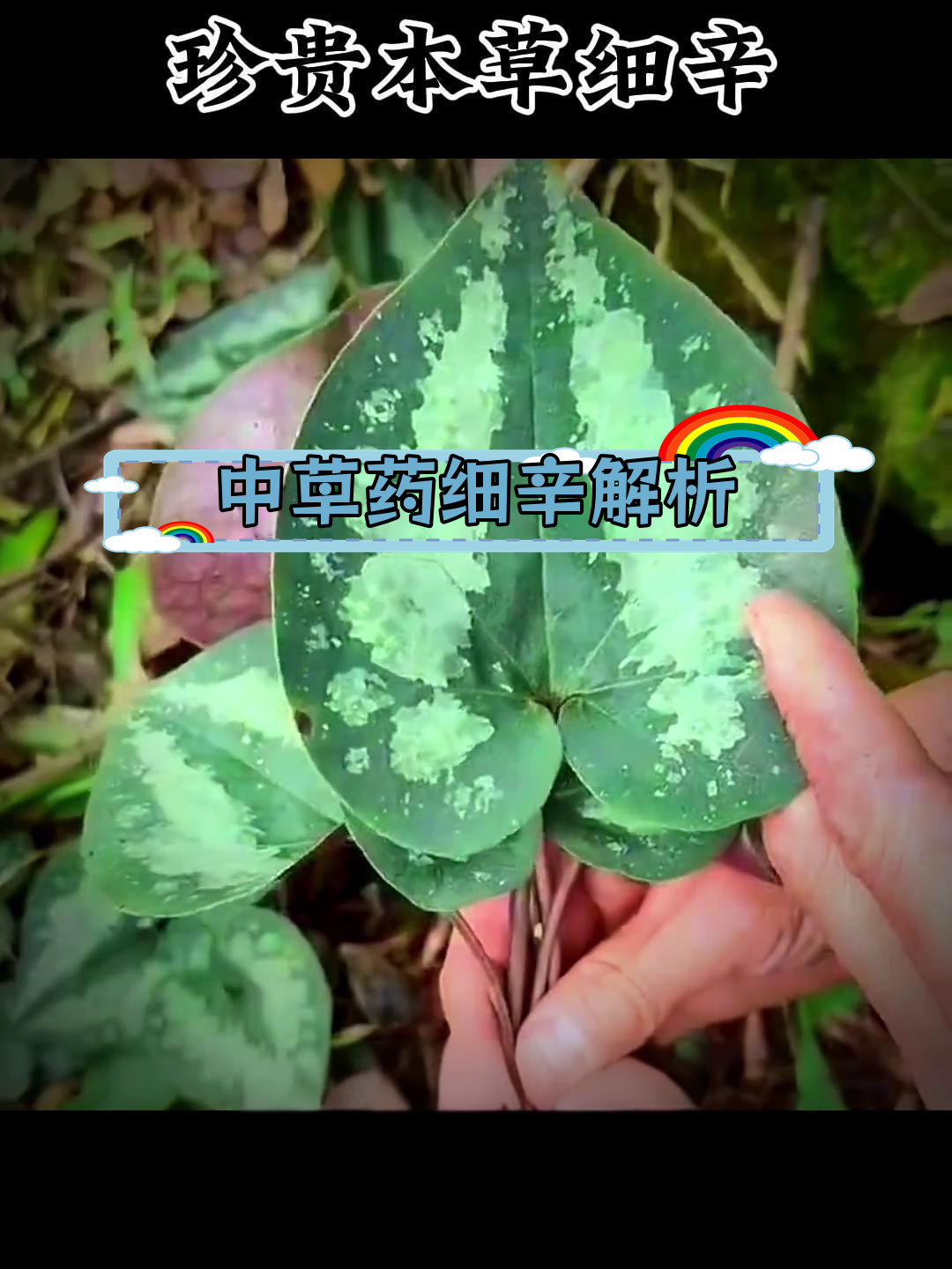 细辛:马兜铃科植物的根茎,有小毒需谨慎使用