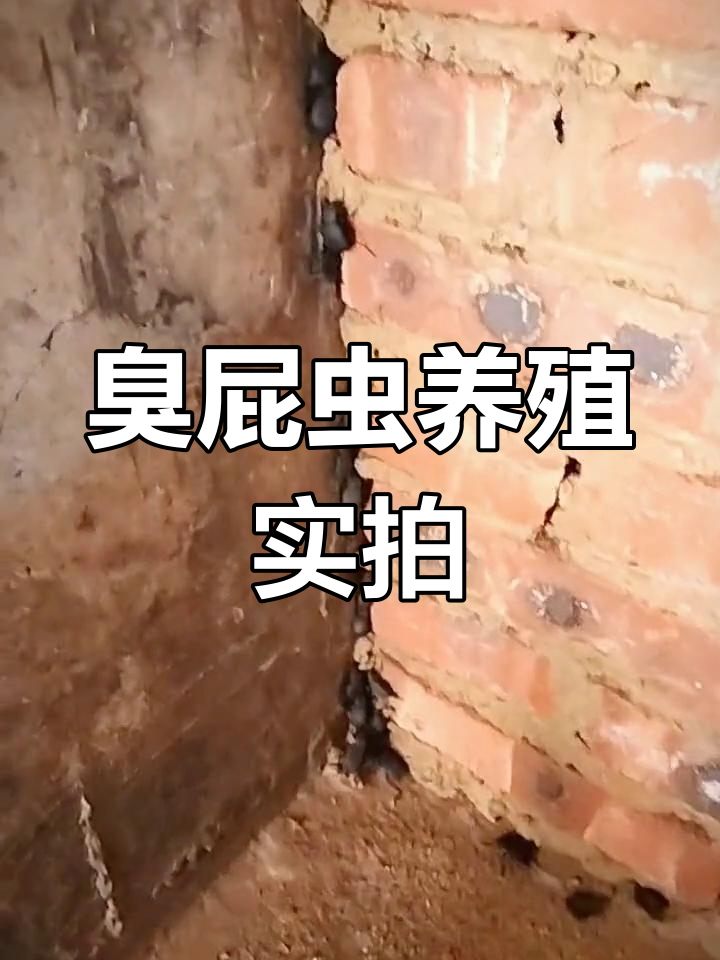 喙尾琵琶甲虫养殖揭秘
