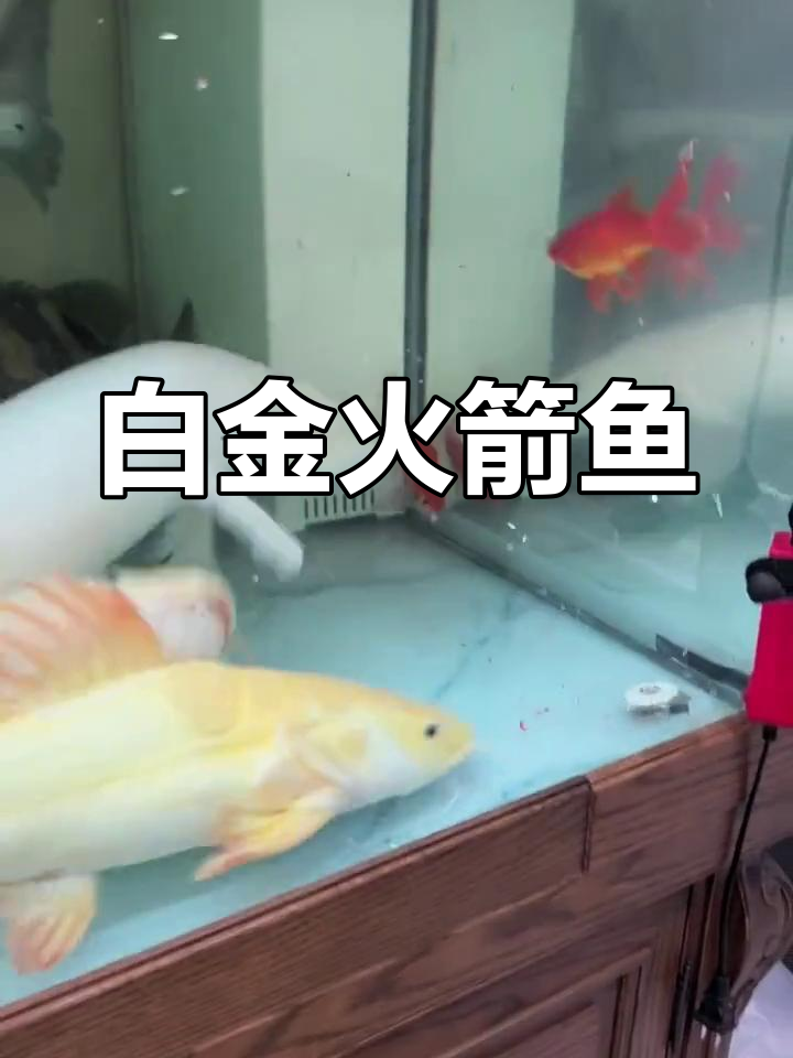 白金火箭鱼:美丽与凶猛并存