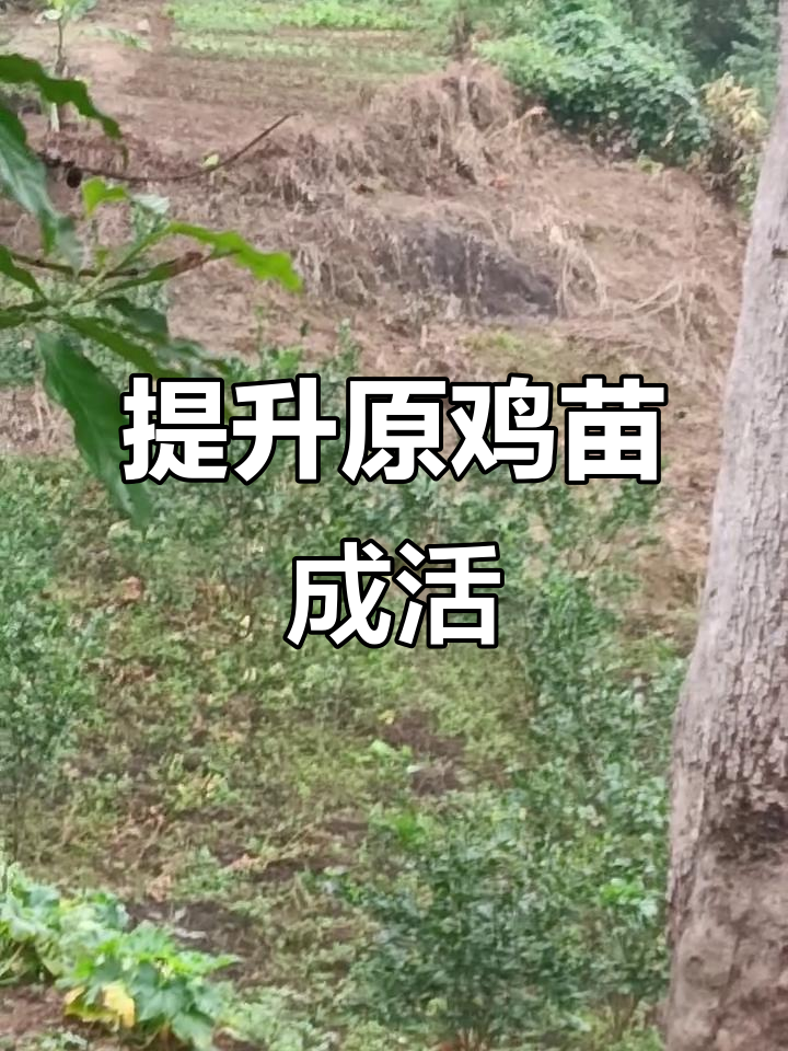原鸡养殖技术大揭秘,如何提高原鸡苗成活率