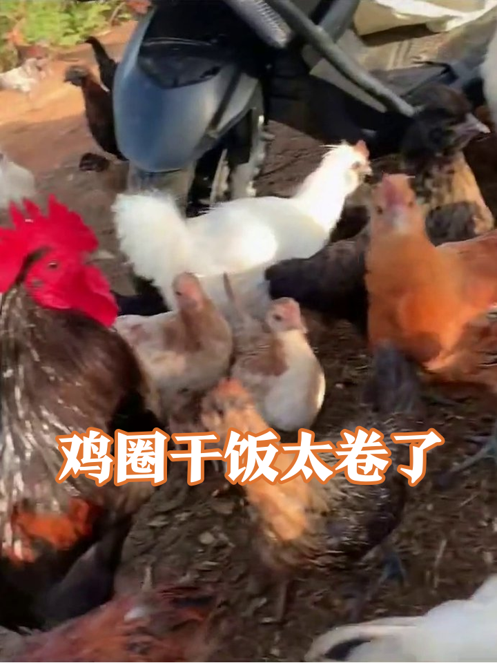 鸡群干饭现场太疯狂!大公鸡带队抢食笑喷