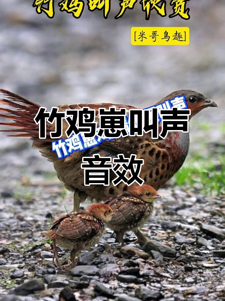 竹鸡崽叫声大揭秘,精修版音效来袭