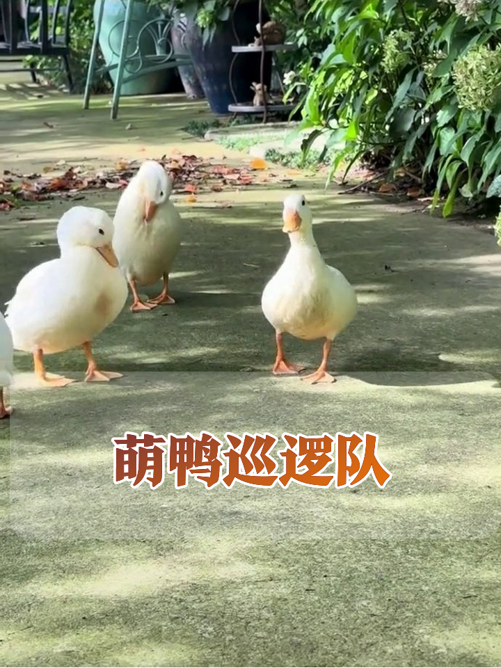 四只小白鸭花园巡逻记,聚众开会场面萌翻了