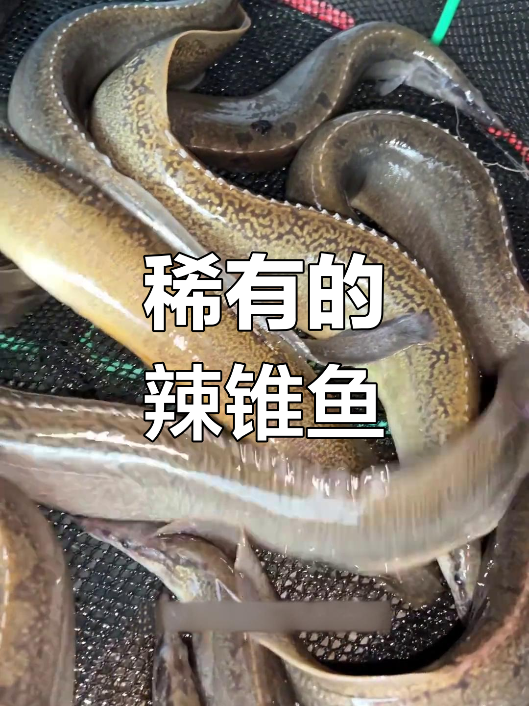 辣锥鱼:稀有野生刺鳅,昼伏夜出捕捉难