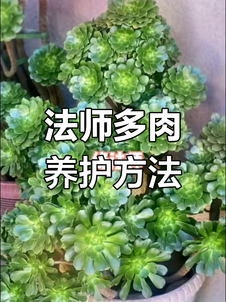 2023法师多肉品种大揭秘,全面养护技巧攻略
