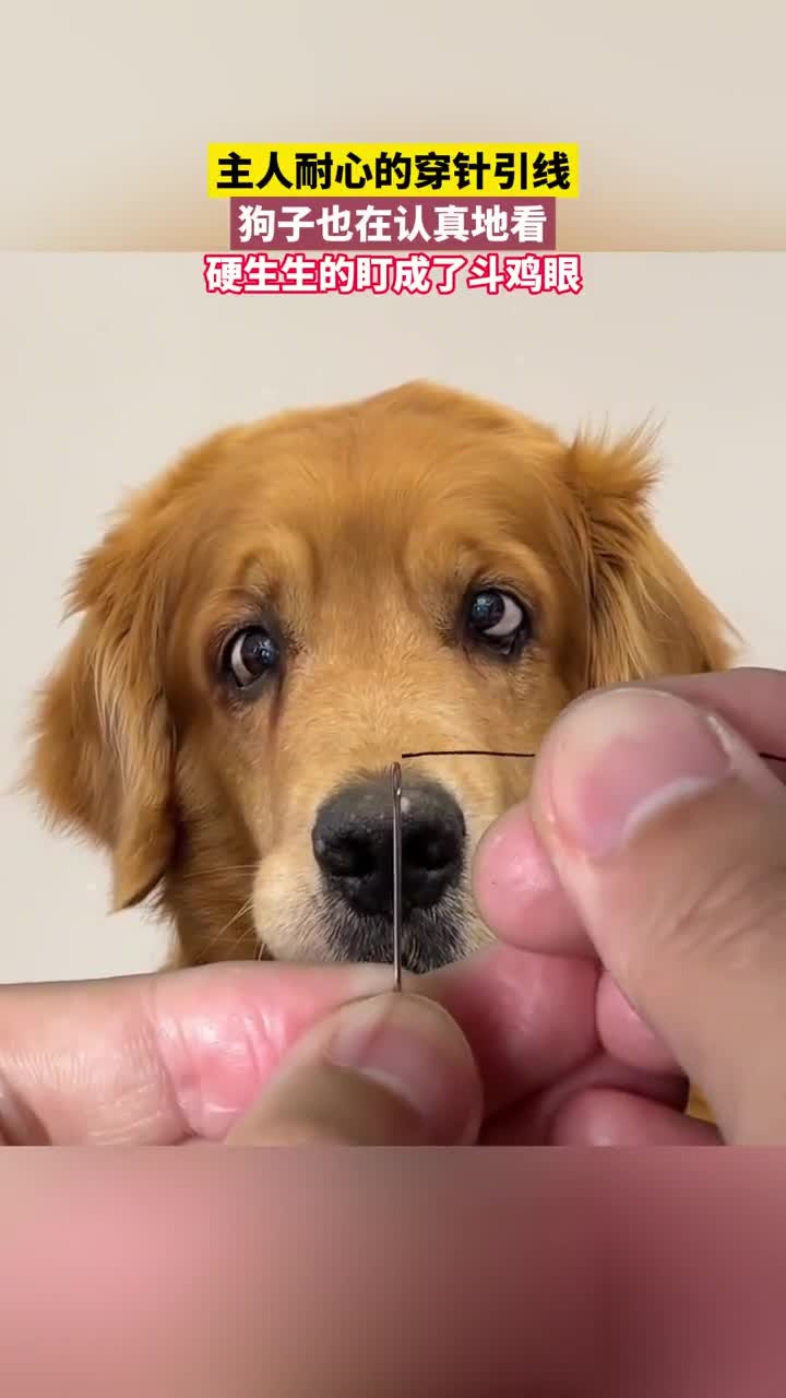 主人耐心的穿针引线,狗子也在认真地看。硬生生的盯成了斗鸡眼