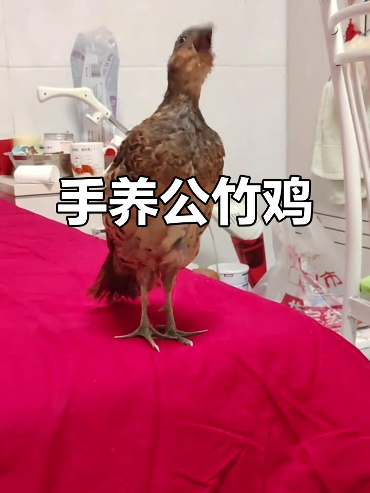 公竹鸡手养萌宠，叫声超可爱