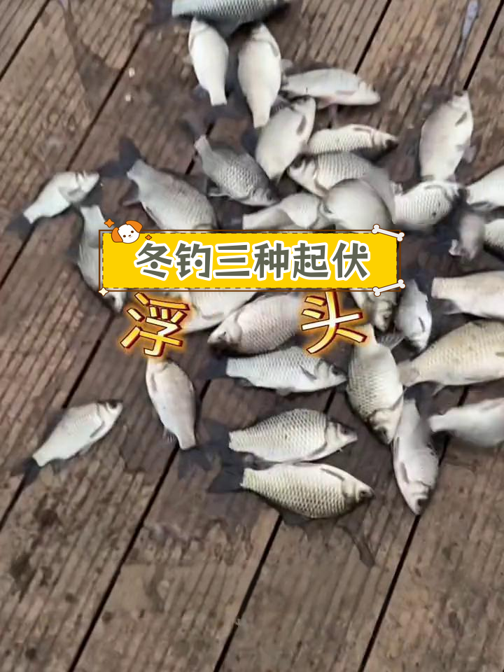 冬季钓鱼技巧:鱼浮头、晒背和咂嘴现象解析