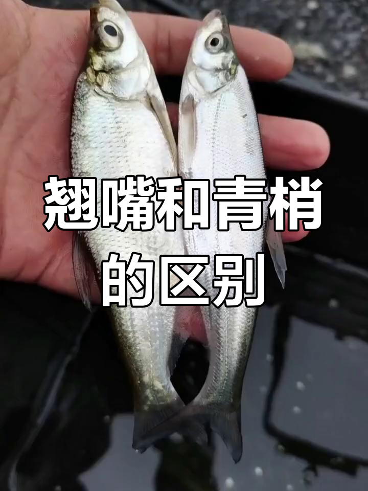 翘嘴与青梢的区别解析