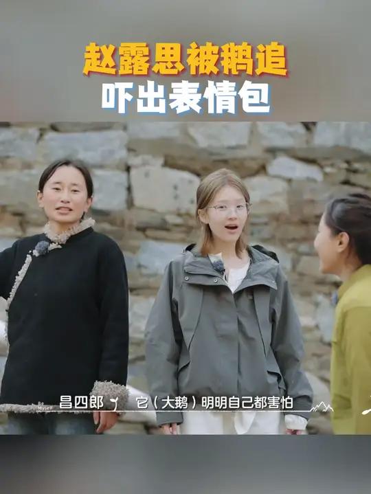 听说大鹅会护雏,赵露思惊讶不已。众人尝试抓鹅验证,起初追着鹅跑,不料大鹅反扑,吓得众人惊叫