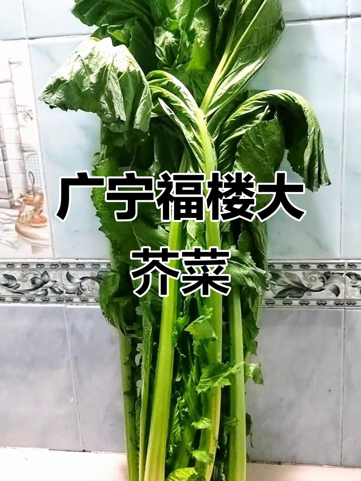 广宁福楼大芥菜：十月新心，一米长爱