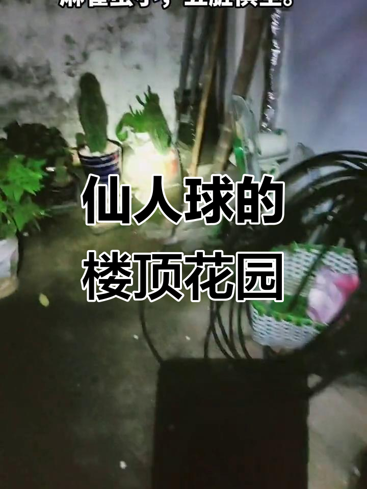 楼顶花园与菜园的完美结合,仙人球也能如此美丽