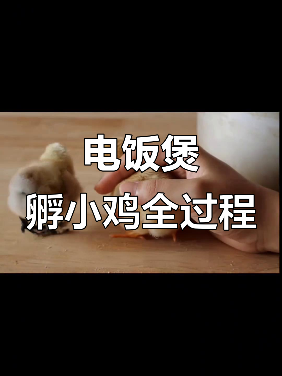 用电饭煲孵化小鸡,精准温湿度控制提高成功率