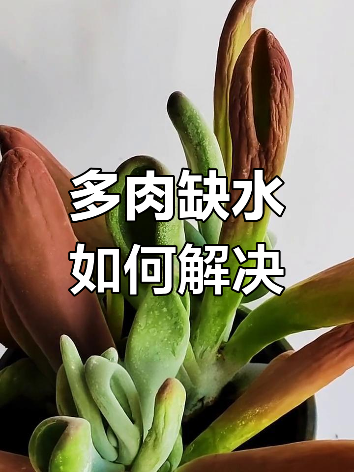 夏季多肉火狐狸叶片变软怎么办