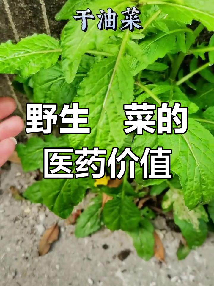 野生蔊菜:大自然的馈赠与药用宝藏