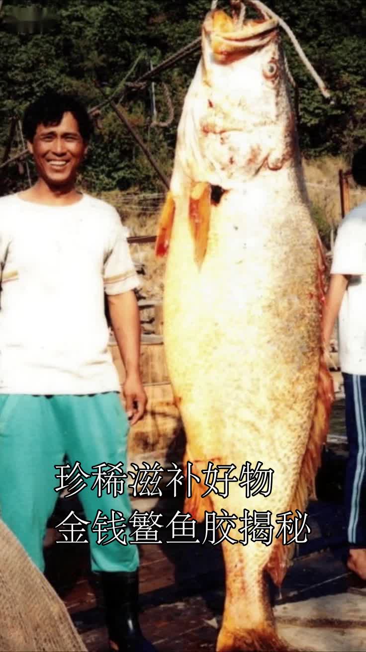珍稀滋补好物金钱鳘鱼胶揭秘