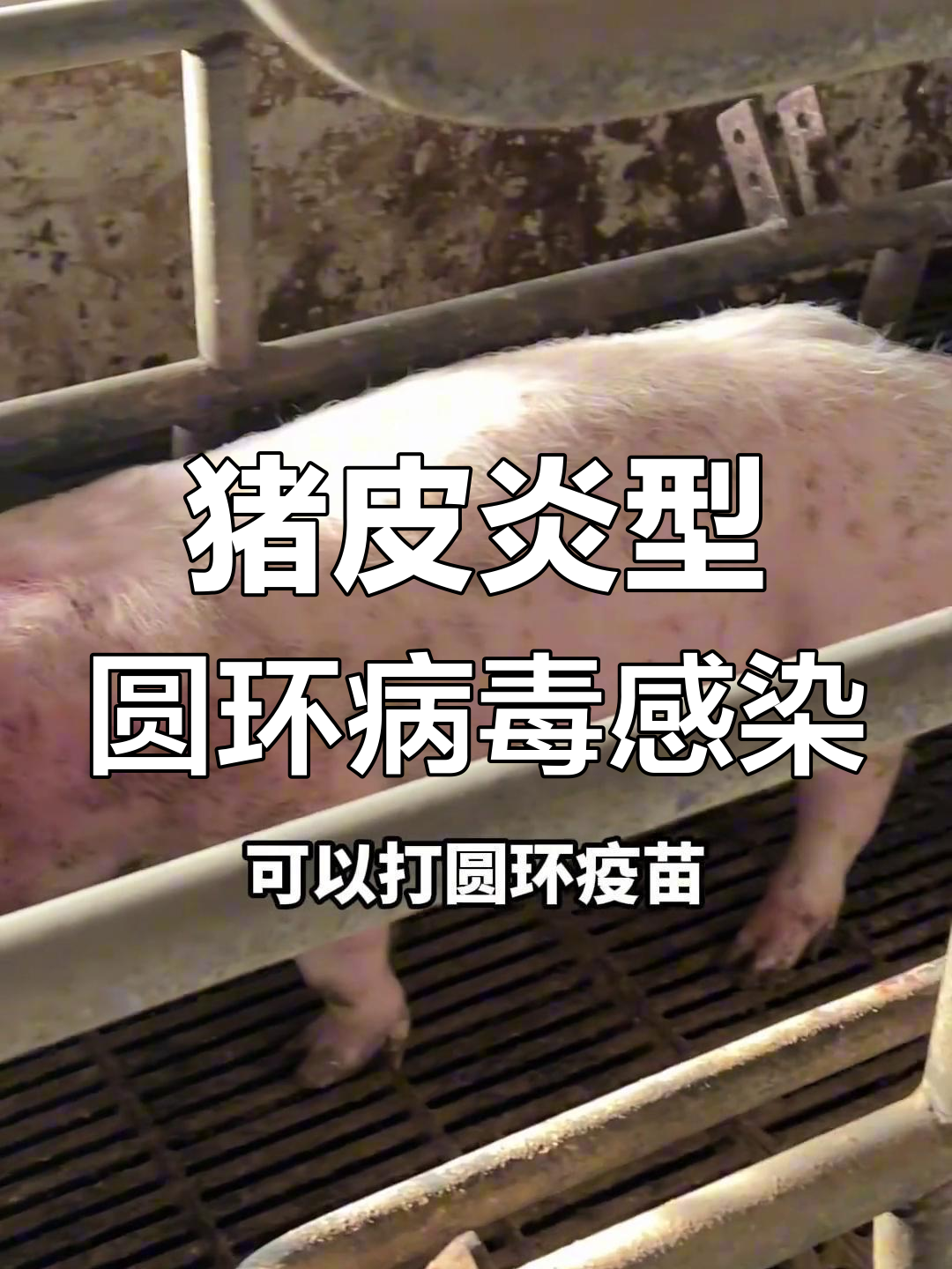 猪圆环病毒诊断与治疗方案全解析