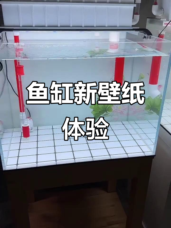 新贴壁纸效果大揭秘，荷花图案超美！