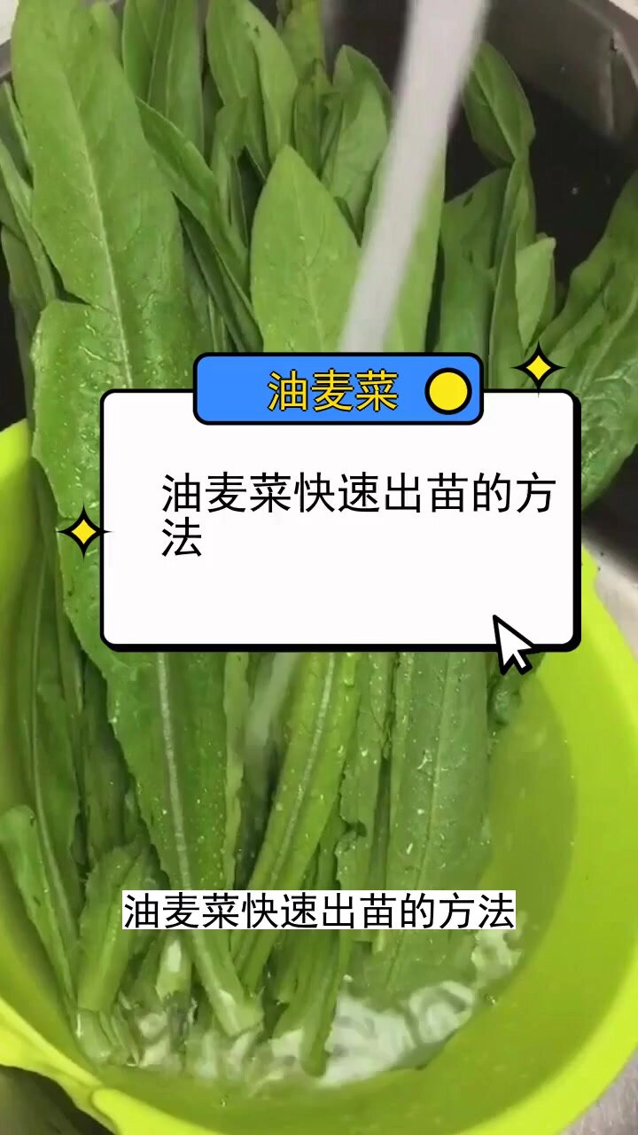 油麦菜快速出苗的方法 三农种植 农业
