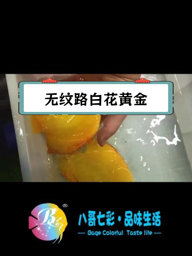白化七彩神仙鱼:无黑纱的黄金品种