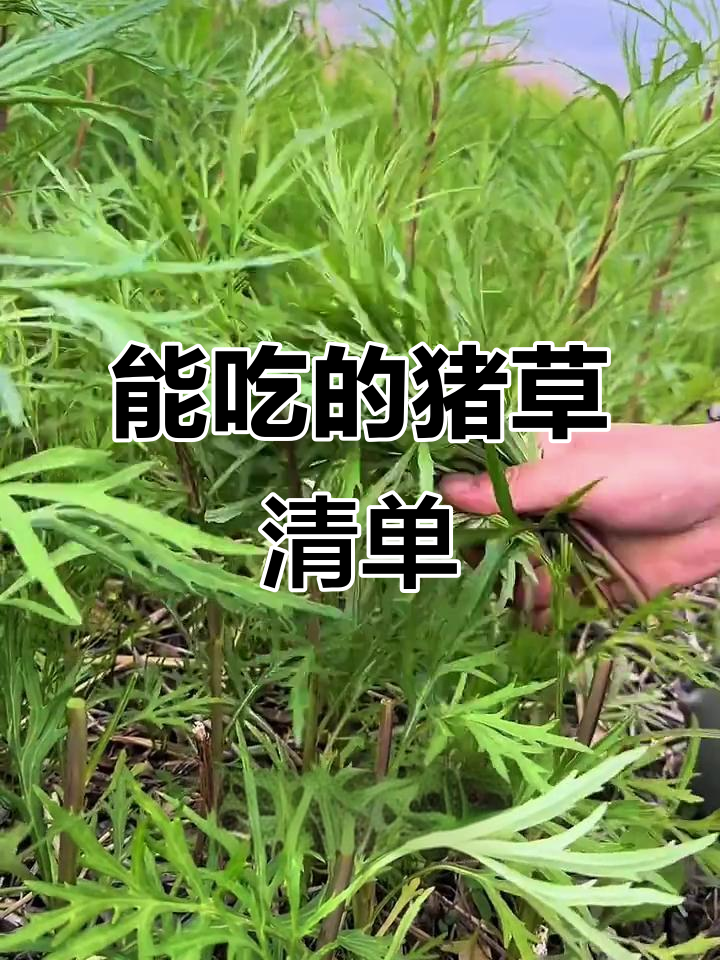 20种猪草,人也能吃!这些野菜你尝过吗?