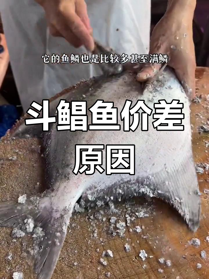 斗鲳鱼价格差异大揭秘:捕捞方式与鲜度关系