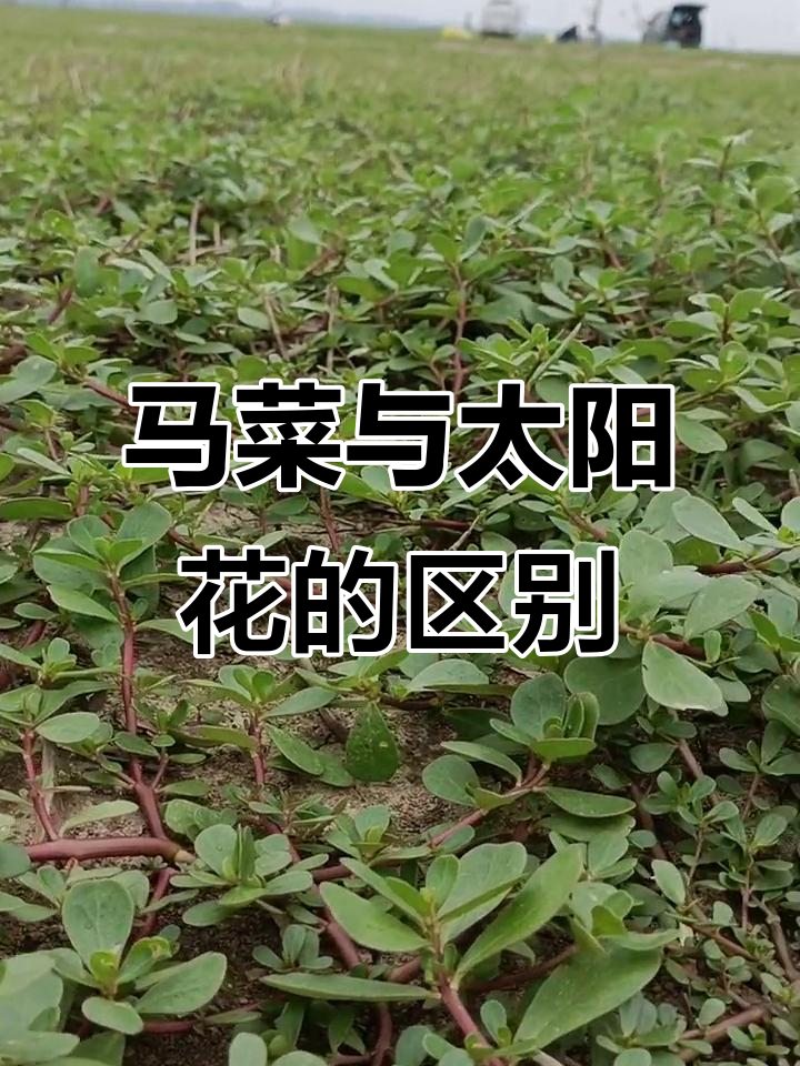 太阳花和马菜花的真相,红花到底去哪了?