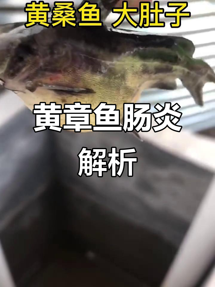 黄章鱼肠炎与腹水症状分析,细菌性感染解决方案