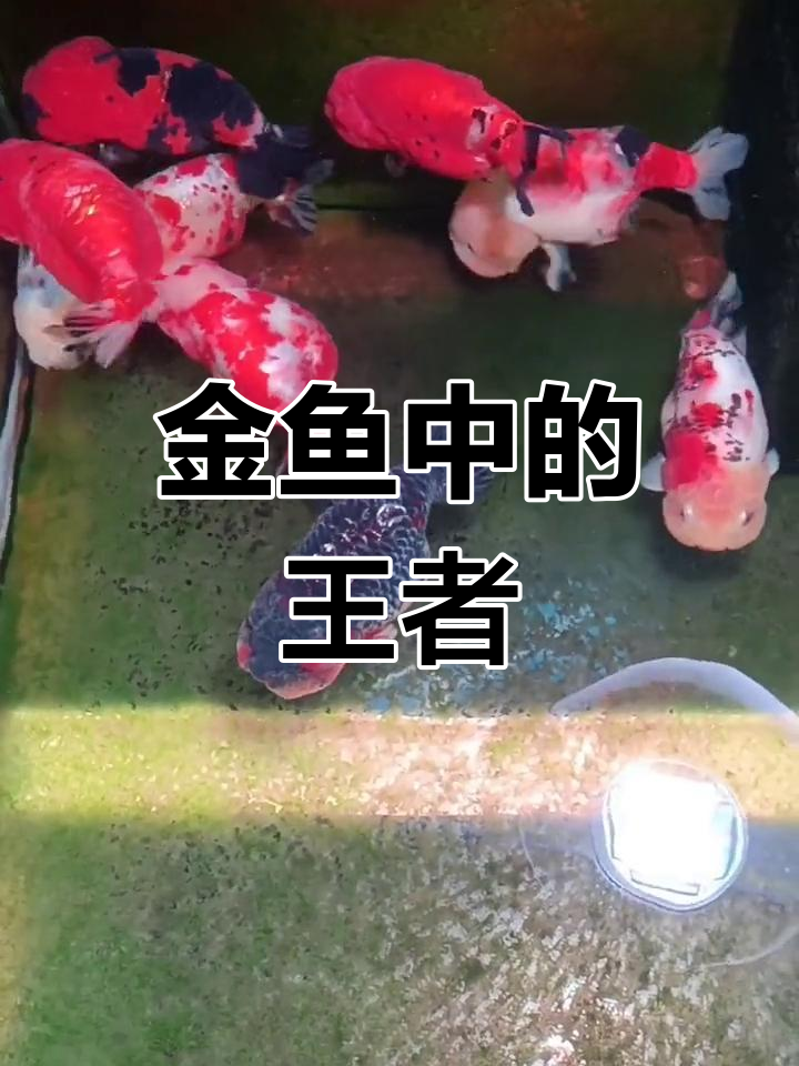 蓝兽金鱼的起源与演变