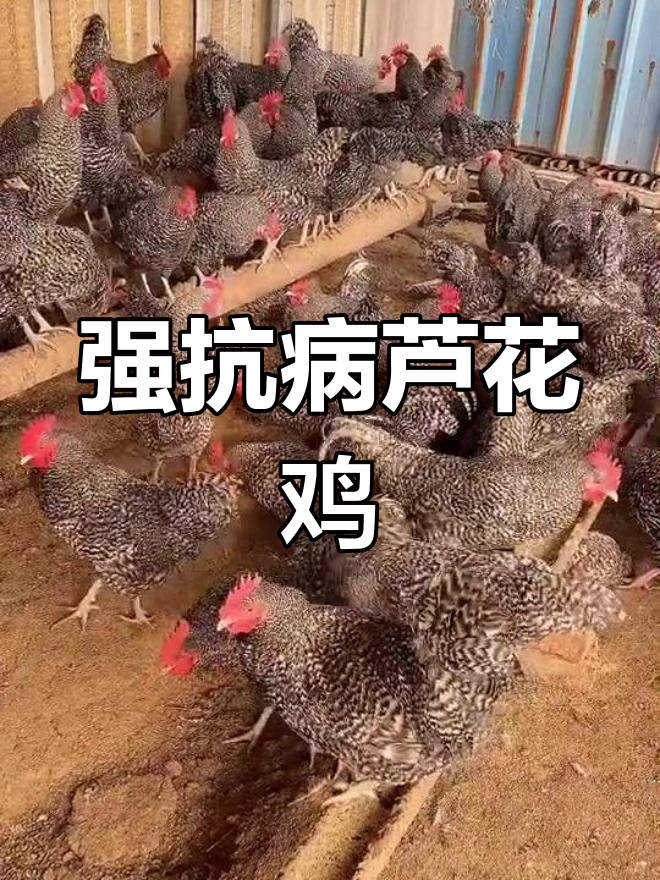 芦花鸡公鸡养殖技术:抗病力强,肉质鲜美