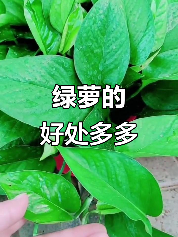 绿萝的四大神奇作用,家居必备!