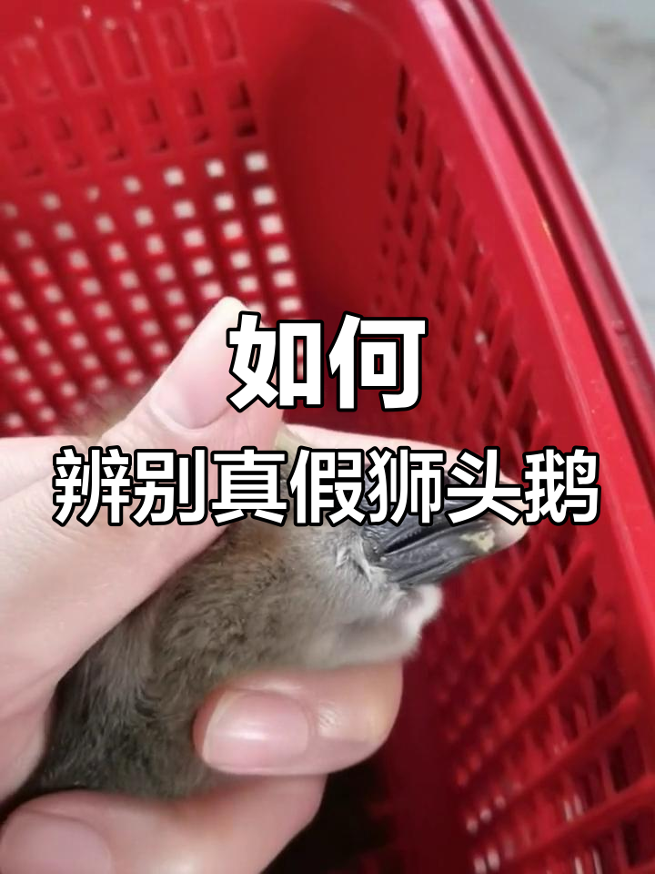 狮头鹅黑色品种揭秘,如何分辨真假?