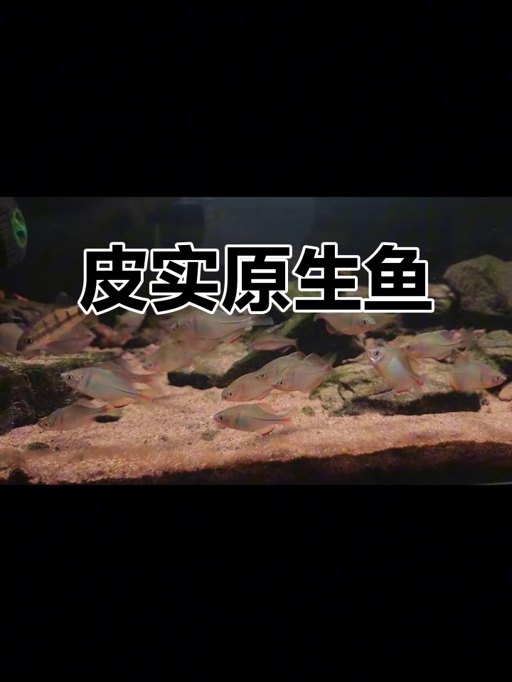彩石鳑鲏,耐寒又耐热,新手必备的皮实观赏鱼