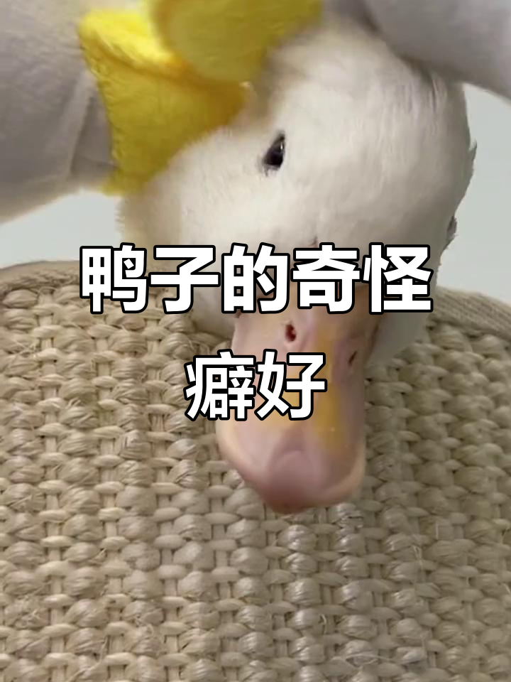 鸭子爱拖鞋,吓得逃跑不停