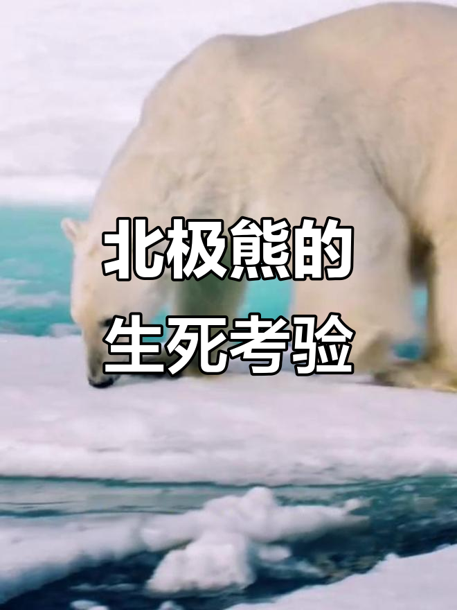 北极熊:冰原之王如何应对生存危机